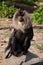 Lion Macaque, Black Little Captive Monkey,