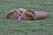 Lion, Male, Coalition, Serengeti Plains, Tanzania, Africa