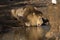 Lion male drinking at a waterhole