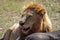 Lion male eating wildebeest, Serengeti