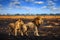 Lion male fight, fire burned destroyed savannah. Animal in fire burnt place, Savuti, Chobe NP in Botswana. Hot season in Africa.