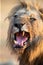 Lion male with a huge mane and long teeth yawn with after eating