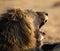 Lion male with a huge mane and long teeth yawn with after eating