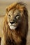Lion male with large golden mane, Serengeti