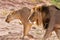 Lion male and lioness hunting