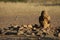 Lion male Panthera leo drinking water from stone waterhole in morning sun.