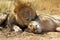 Lion male preening lioness