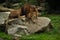 Lion male on the rocky place in the captivity