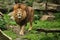 Lion male on the rocky place in the captivity