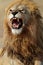 Lion male showing teeth, Serengeti