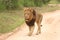 Lion male walking