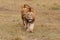 Lion males in the Masai Mara