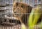 Lion with a mane in a cage.