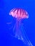 Lion mane jellyfish also known as jelly-like arctic lion mane marine animal