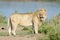 Lion at Mara River