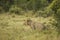 Lion marking his territory in the Maasai Mara