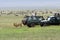 Lion is marking territory in the Ngorongoro crater