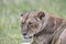 Lion in the Masai Mara