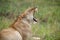 Lion in Masai Mara in grass, Kenya