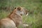 Lion in Masai Mara in grass, Kenya