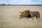 Lion mating couple in the high grass.