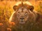 Lion in the meadow. king of the forest. Generative Ai