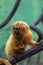 Lion monkey