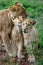 Lion Mother cubs
