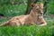 Lion mother with her young cubs. Congolese lion