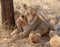 Lion mother with nursing cubs in in South Africa
