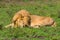 Lion napping