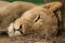 Lion Napping in the Kalahari