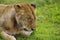 Lion napping in the rain, Ngorogoro Crater