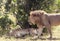 Lion near a lioness