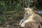 Lion needs Tender, Loving, Care. On a lion walk in Mauritius wildlife park