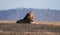 Lion In Ngorongoro N.P.