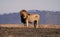 Lion In Ngorongoro N.P.