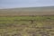 Lion at Ngorongoro National Park