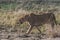 Lion at Ngorongoro National Park, Tanzania.