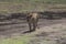 Lion at Ngorongoro National Park, Tanzania.