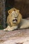 Lion open mouth and close eye