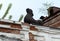 A lion over an arch leading to the courtyard of the merchants` house Morozov on the Socialist Avenue in Barnaul.