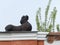 A lion over an arch leading to the courtyard of the merchants` house Morozov on the Socialist Avenue in Barnaul.