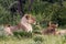 Lion pack at Etosha National Park