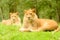 Lion Pair