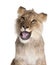 Lion, Panthera leo, 9 months old, in front of a white background