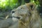 The lion Panthera leo