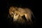 Lion, Panthera leo bleyenberghi, mating action scene in Kruger National Park, Africa. Animal behavior in the nature habitat, male