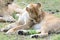 The lion Panthera leo, female.