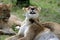 The lion Panthera leo, female.